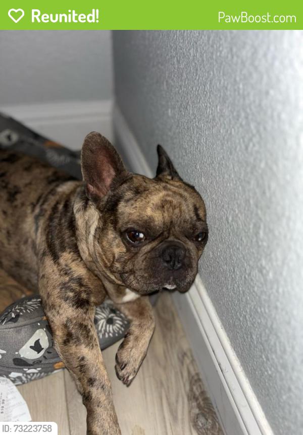 Reunited Male Dog last seen Amherst and 63rd Ave, Sacramento, CA 95822
