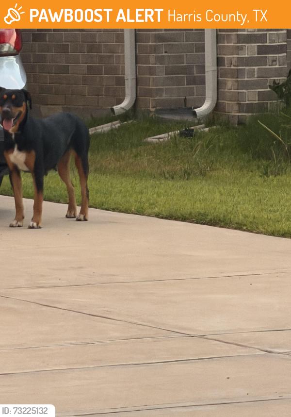 Found/Stray Unknown Dog last seen Bauer rd, Harris County, TX 77447