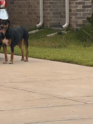 Found/Stray Unknown Dog last seen Bauer rd, Harris County, TX 77447