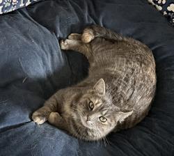 Reunited Female Cat last seen Hillcrest Dr at Pine Lake, Harrison, TN 37341