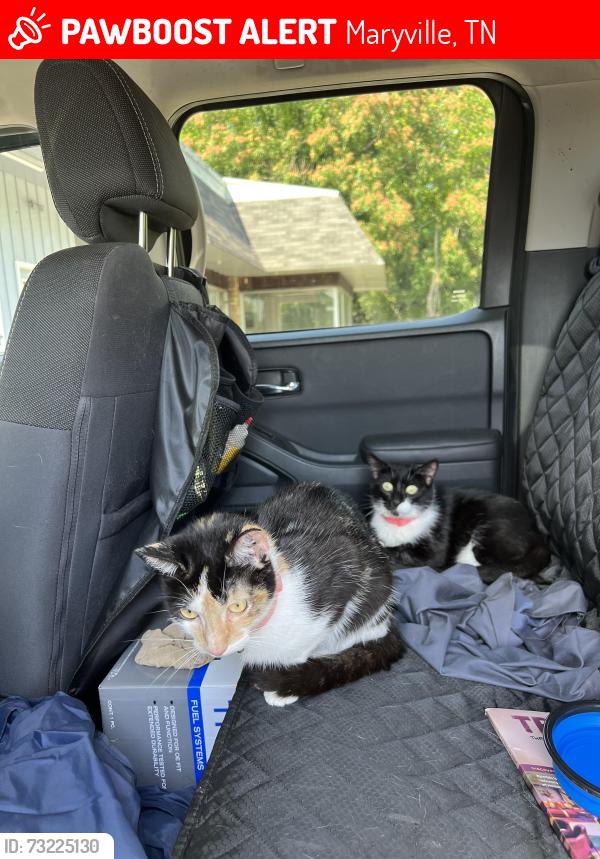 Lost Female Cat last seen Stonecreek MHC, Maryville, TN 37801