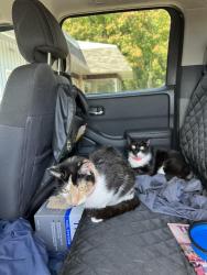 Lost Female Cat last seen Stonecreek MHC, Maryville, TN 37801