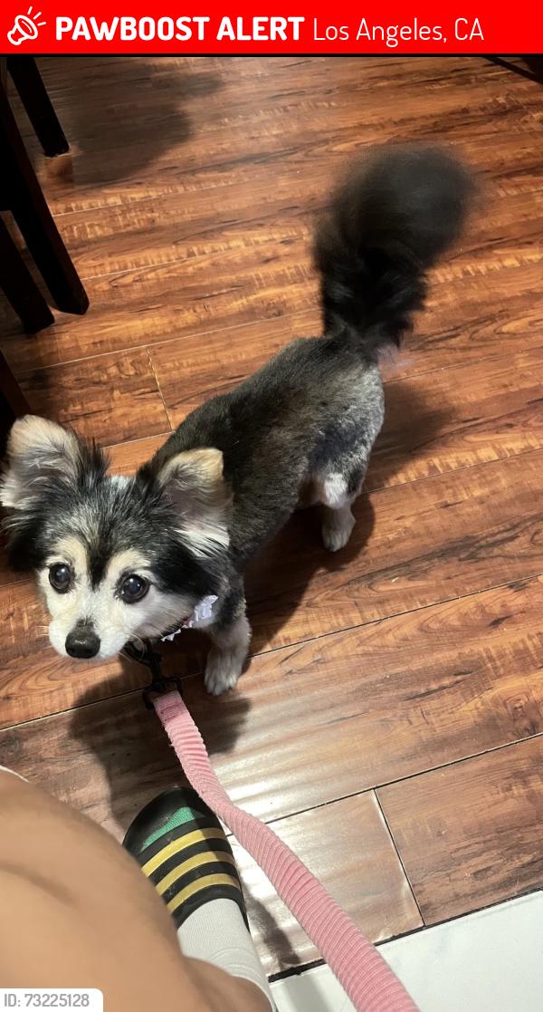 Lost Female Dog last seen San Pedro/51st St, Los Angeles, CA 90011