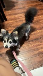 Lost Female Dog last seen San Pedro/51st St, Los Angeles, CA 90011