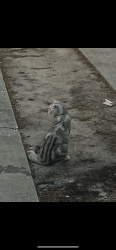 Found/Stray Unknown Cat last seen Neighborhood near N Orange Ave and Advent Health, Orlando, FL 32803