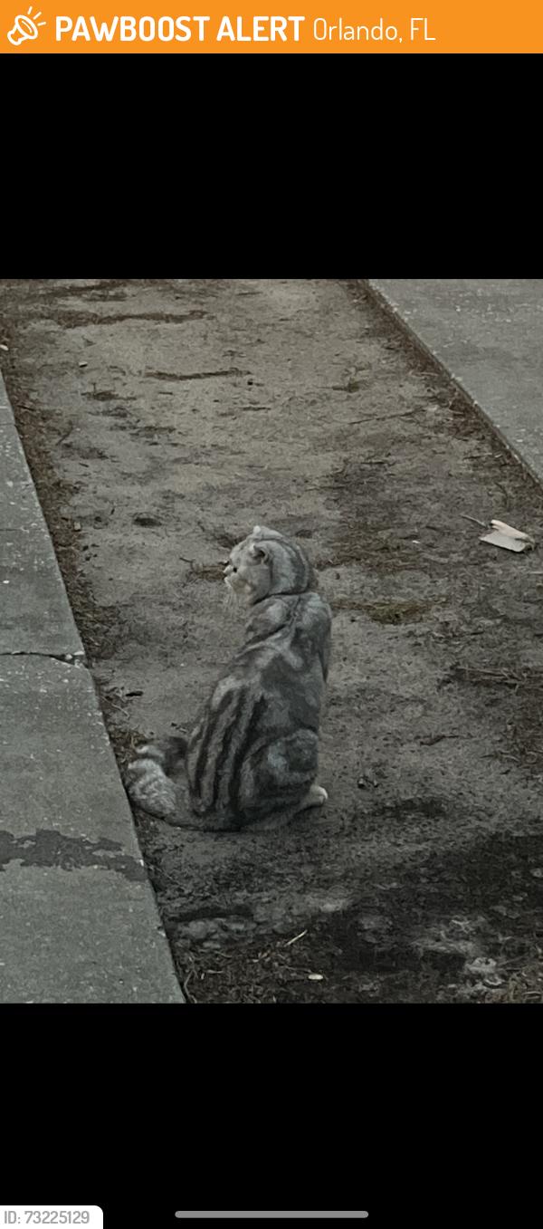 Found/Stray Unknown Cat last seen Neighborhood near N Orange Ave and Advent Health, Orlando, FL 32803