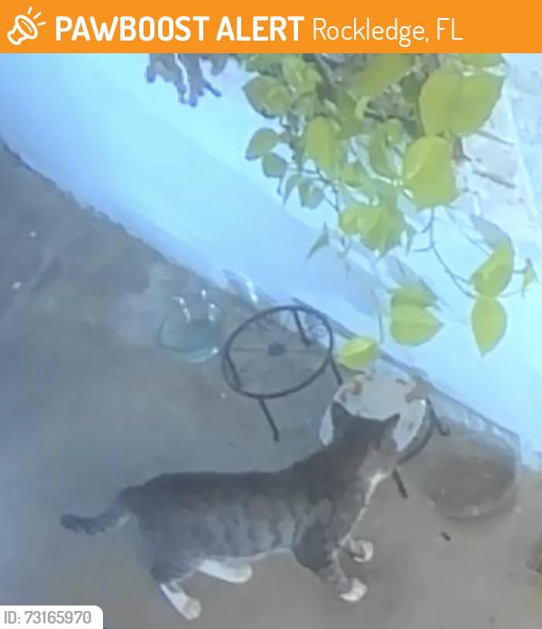 Found/Stray Unknown Cat last seen Barris Ln and Bartel Ln, Rockledge, FL 32955