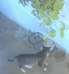 Found/Stray Unknown Cat last seen Barris Ln and Bartel Ln, Rockledge, FL 32955