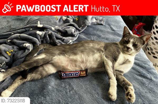 Lost Male Cat last seen riverwalk drive right along the entrance, Hutto, TX 78634
