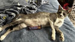 Lost Male Cat last seen riverwalk drive right along the entrance, Hutto, TX 78634