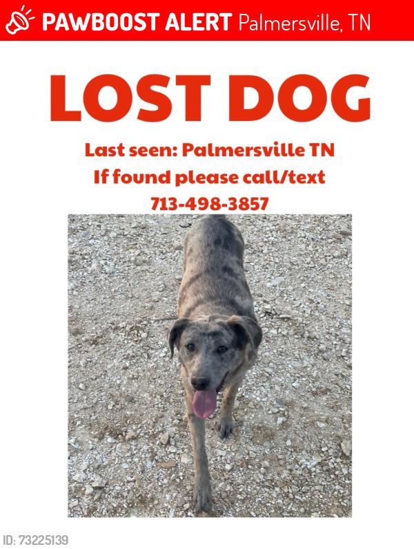 Lost Female Dog last seen Near school rd, Palmersville, TN 38241