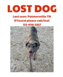 Lost Female Dog last seen Near school rd, Palmersville, TN 38241