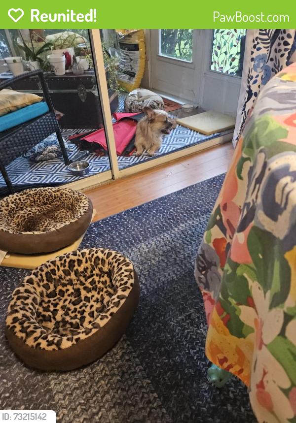 Reunited Male Dog last seen Limetree Blvd, Boynton Beach, FL 33426