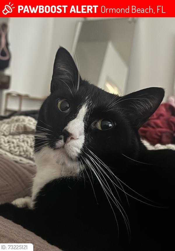 Lost Male Cat last seen Inside the breakaway trails neighborhood, By little tomoka way and Tomoka ridge way. Neighborhood is located on tymber creek, Ormond Beach, FL 32174