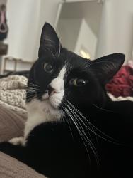 Lost Male Cat last seen Inside the breakaway trails neighborhood, By little tomoka way and Tomoka ridge way. Neighborhood is located on tymber creek, Ormond Beach, FL 32174