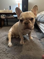 Lost Male Dog last seen Nestle, Los Angeles, CA 91335