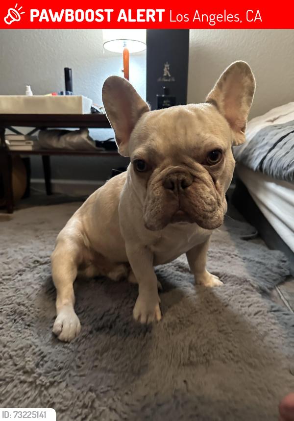 Lost Male Dog last seen Nestle Ave, Los Angeles, CA 91335