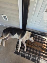 Lost Female Dog last seen Eagle's Ridge Subdivision, Hamblen County, TN 37860