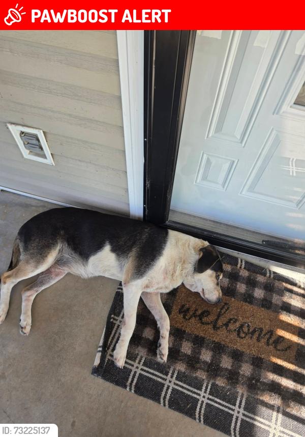 Lost Female Dog last seen Eagle's Ridge Subdivision, Hamblen County, TN 37860