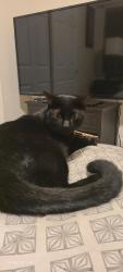Found/Stray Unknown Cat last seen 79th street and Hammond Ln., Phoenix, AZ 85043