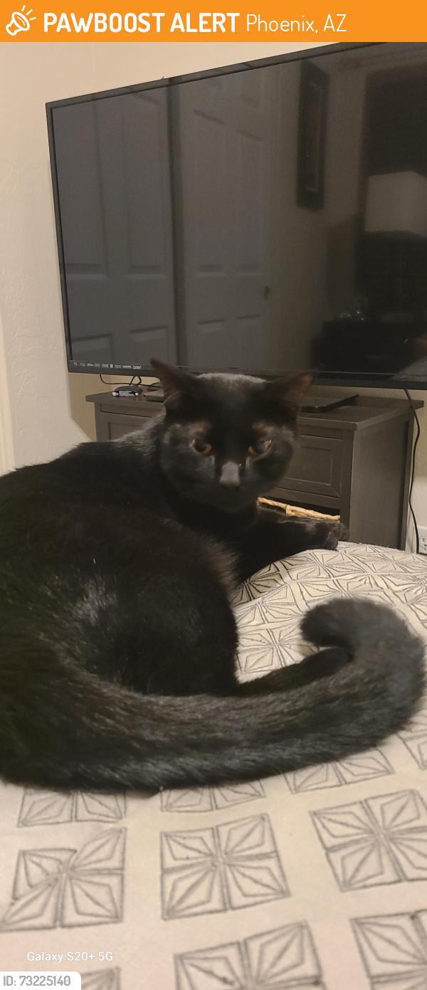 Found/Stray Unknown Cat last seen 79th street and Hammond Ln., Phoenix, AZ 85043
