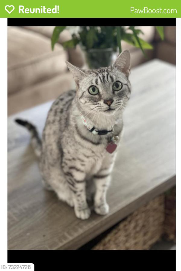 Reunited Male Cat last seen Near magnolia ridge dr. In the neighborhood called The Ridges., Weston, FL 33331