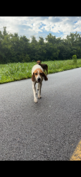 Found/Stray Female Dog last seen Sharp road in Sevierville TN, Sevier County, TN 37876