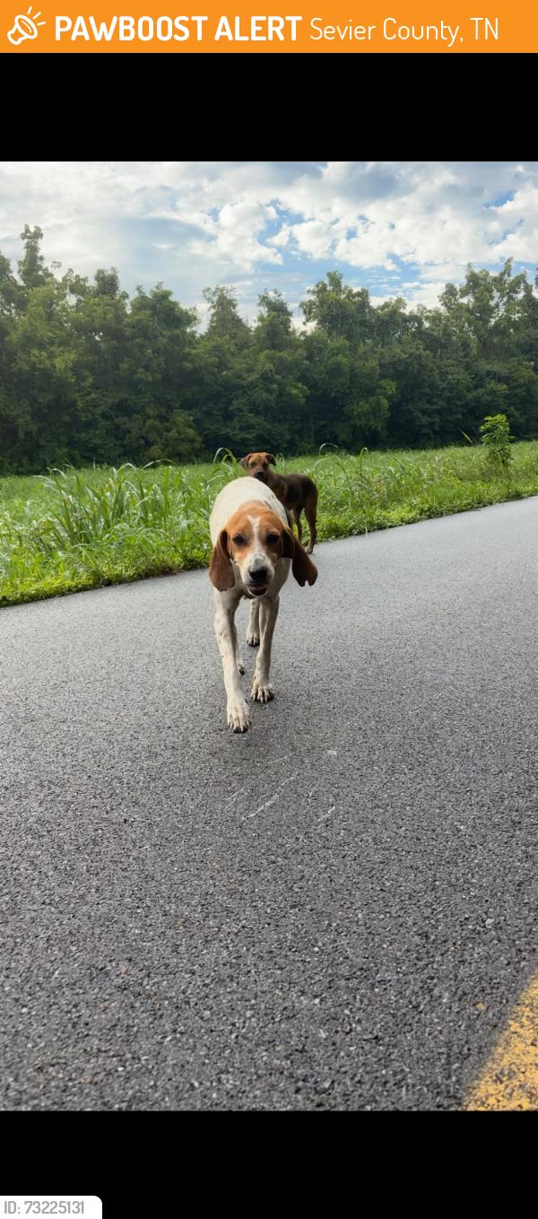 Found/Stray Female Dog last seen Sharp road in Sevierville TN, Sevier County, TN 37876