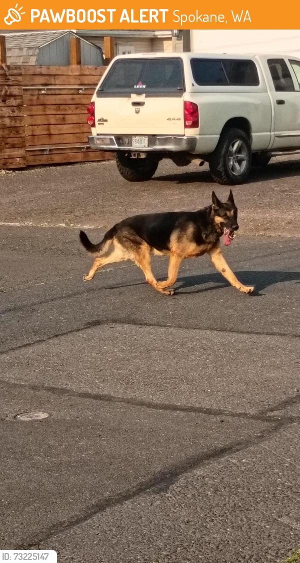 Found/Stray Male Dog last seen W Cleveland Ave, Spokane, WA 99205