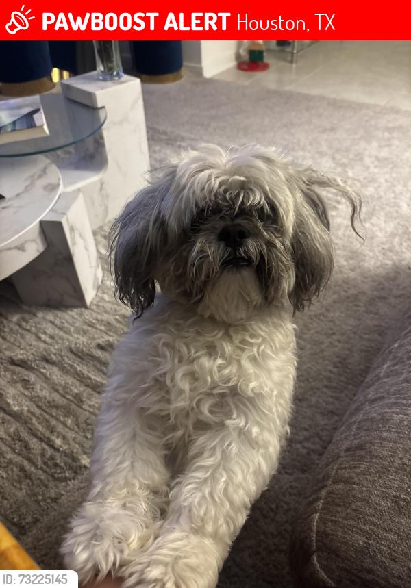 Lost Male Dog last seen Topaz pines Trl, cypresswood, Houston, TX 77338