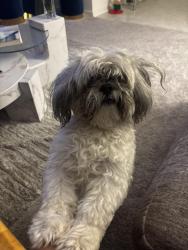 Lost Male Dog last seen Topaz pines Trl, cypresswood, Houston, TX 77338