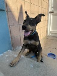 Found/Stray Male Dog last seen Near, Long Beach, CA 90805