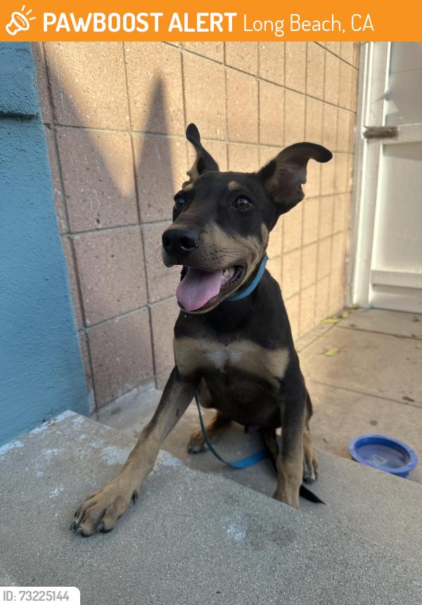 Found/Stray Male Dog last seen Near, Long Beach, CA 90805