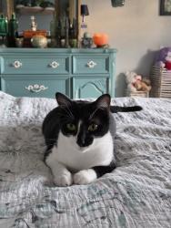 Reunited Female Cat last seen Near Pinewoods Cir, Naples, FL 34105, USA, Naples, FL 34105