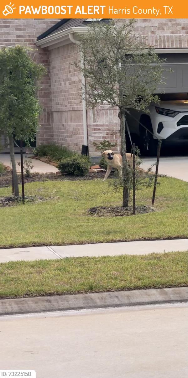 Found/Stray Unknown Dog last seen Myers haven ln, Harris County, TX 77447