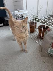 Found/Stray Female Cat last seen Meridian and Ustick at the Wesley apmts and Townhouses, Meridian, ID 83646