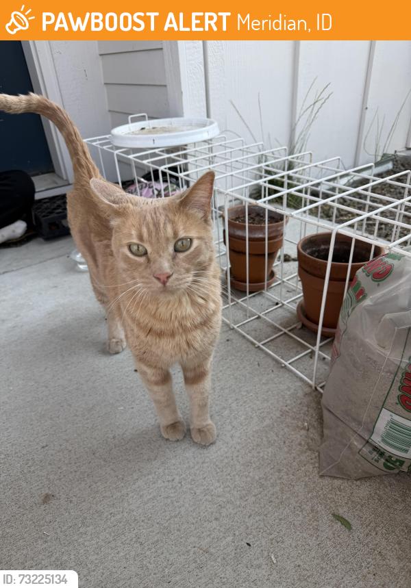 Found/Stray Female Cat last seen Meridian and Ustick at the Wesley apmts and Townhouses, Meridian, ID 83646