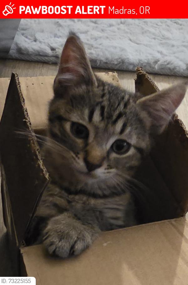 Lost Female Cat last seen Near se kierra place, Madras, OR 97741