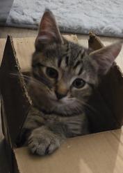 Lost Female Cat last seen Near se kierra place, Madras, OR 97741