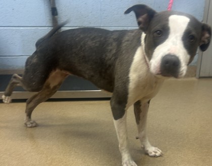 Shelter Stray Unknown Dog last seen Near Larkspur Ter 30032, 30032, GA, 3280 Chamblee Dunwoody Rd, Chamblee, GA 30341, USA
