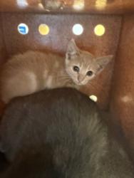 Shelter Stray Female Cat last seen Saffron Cir., 75149, TX, 1650 Gross Rd, Mesquite, TX 75149, USA