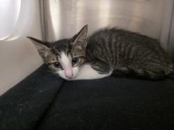 Shelter Stray Male Cat last seen Near Antietam Way, 75149, TX, 1650 Gross Rd, Mesquite, TX 75149, USA
