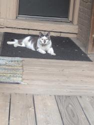 Found/Stray Unknown Cat last seen 11th and Logan, Denver, CO 80203