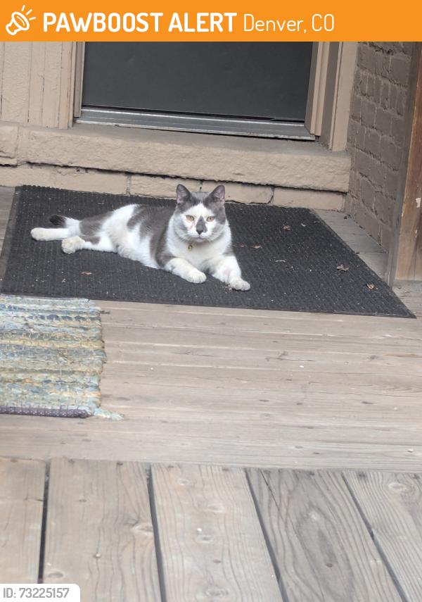 Found/Stray Unknown Cat last seen 11th and Logan, Denver, CO 80203