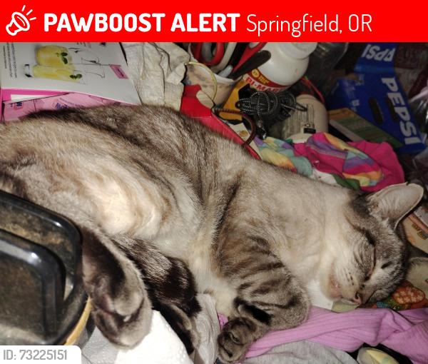 Lost Female Cat last seen Motel 6 in Springfield OR, Springfield, OR 97475