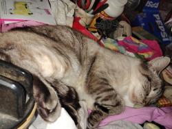 Lost Female Cat last seen Motel 6 in Springfield OR, Springfield, OR 97475
