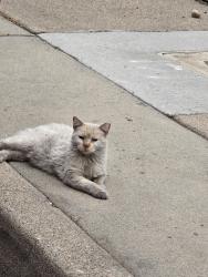 Lost Female Cat last seen Near S. State Street, South Salt Lake, UT 84115