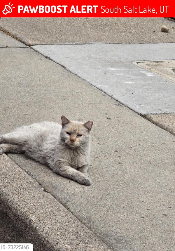 Lost Female Cat last seen Near S. State Street, South Salt Lake, UT 84115