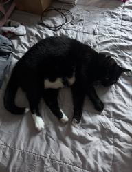 Reunited Female Cat last seen Fulton street, Brentwood, NY 11717