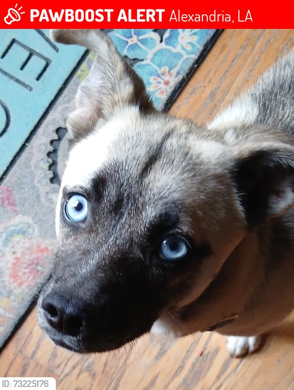 Lost Female Dog last seen Texas and Peach, Alexandria, LA 71301